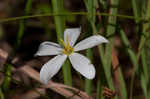 Shortleaf rose gentian